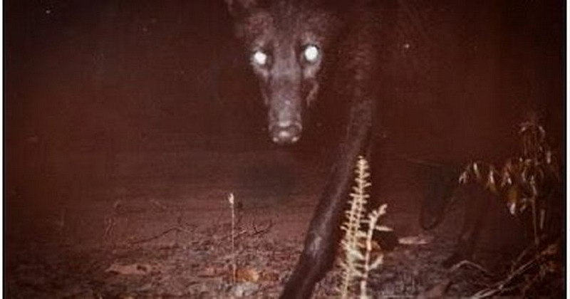 Apareció un extraño animal nocturno en el Chaco