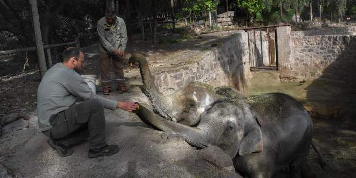 Suarez firmó un convenio con el Santuario de Brasil para trasladar a los cuatro elefantes del Ecoparque