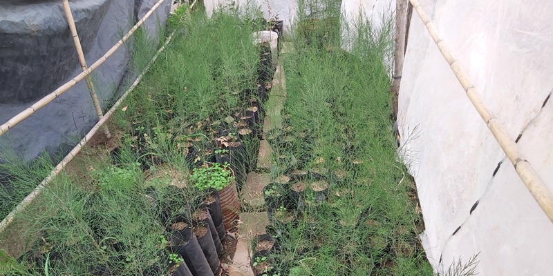 Entregaron árboles para recuperar cortinas forestales