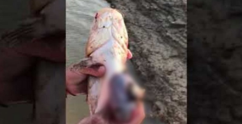 Hallan ratones en estómagos de pescados en el río Paraná