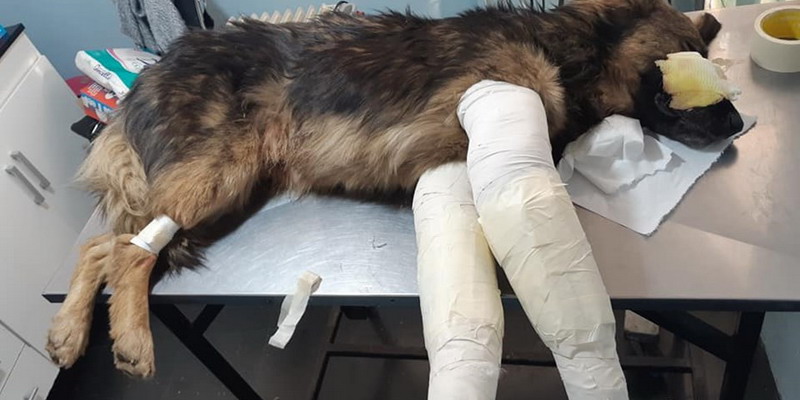 Lo atropelló, le quebró las patas y lo abandonó, maldad en estado puro