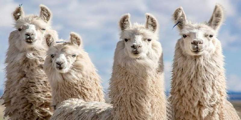 Tucumán: prueban obtener un suero hiperinmune contra el coronavirus a partir de las llamas