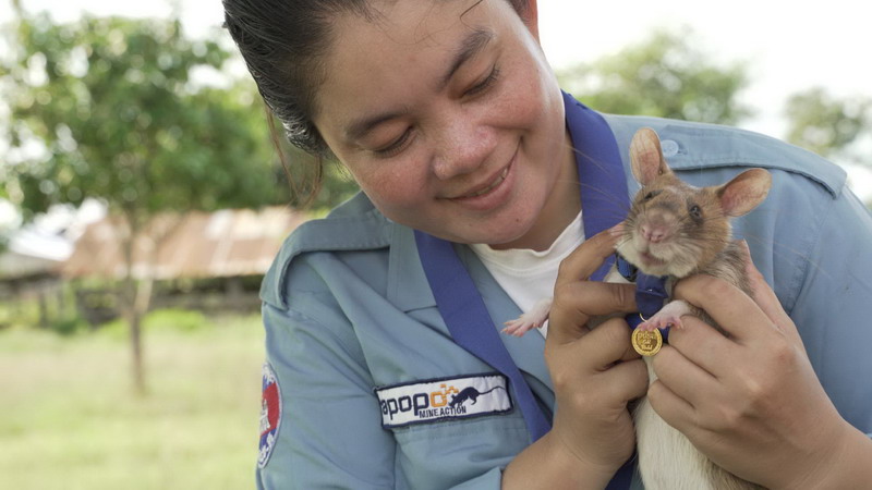 Condecoran a rata con medalla de oro por detectar minas y salvar vidas humanas