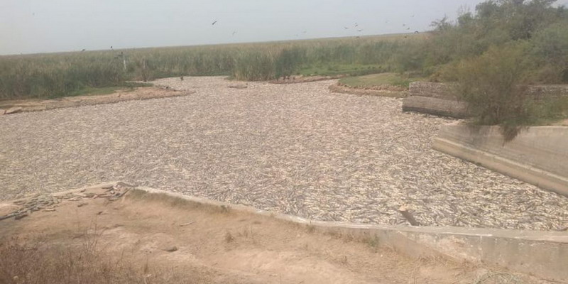 Desastre natural en Formosa: murieron millones de peces en el Bañado