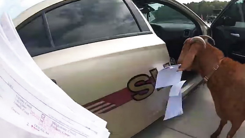 Una cabra ‘antisistema’ hace una incursión en un patrullero y devora documentos