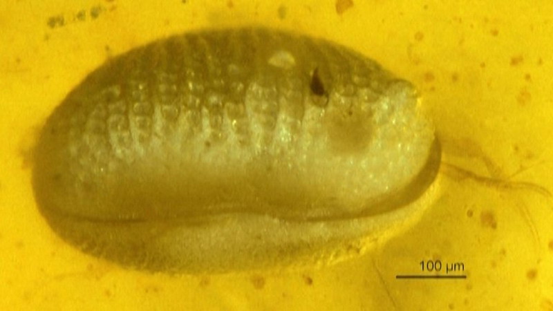 Impactante hallazgo de la prehistoria del sexo: espermatozoides gigantes de hace 100 millones de años