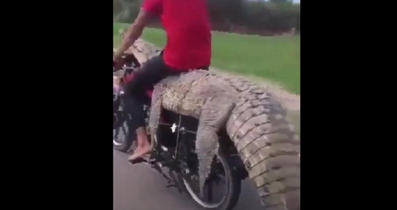 Sinaloa: Se robaron un cocodrilo y se lo llevaron en moto. Video
