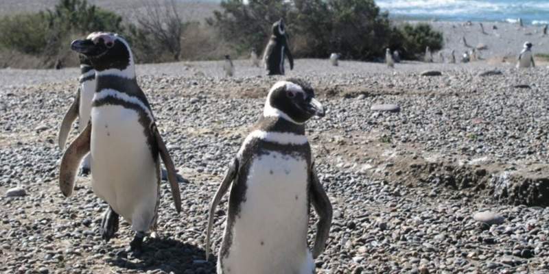 Los pingüinos comenzaron a llegar “sanos y fuertes” a las reservas de Chubut