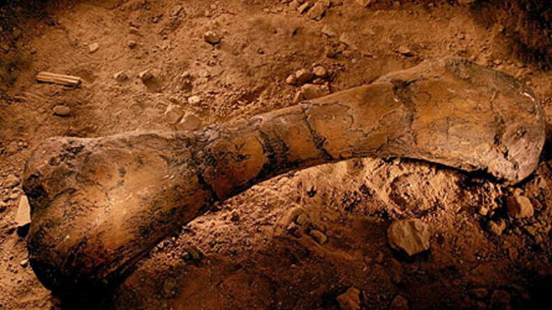 Descubren en La Rioja fósiles de dinosaurios de más de 70 millones de años