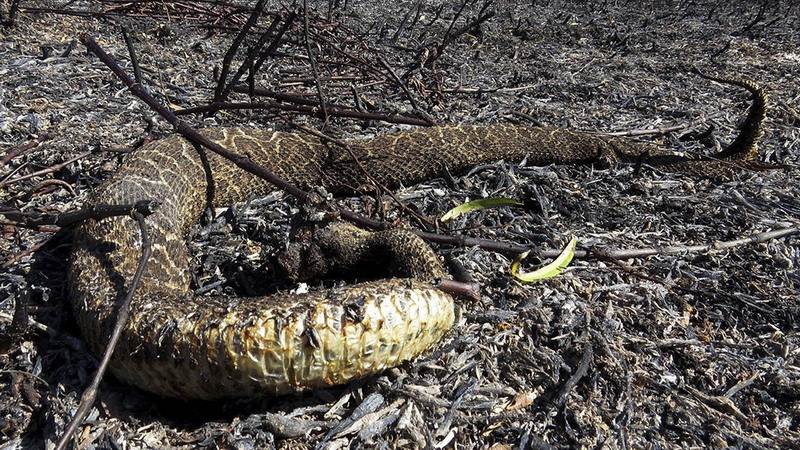 Los incendios causaron la “mortandad casi total” de la flora y fauna de los humedales