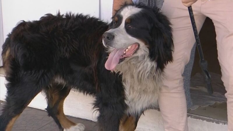Emo, el perro rosarino que “roba” en el almacén y hasta tiene una cuenta corriente