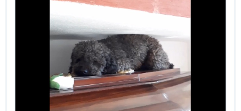Amor incondicional: su dueña falleció hace 4 años y la acompaña como el primer día