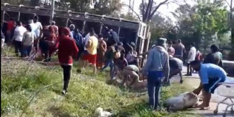 Video: volcó un camión con chanchos y los vecinos mataron a los animales para llevárselos