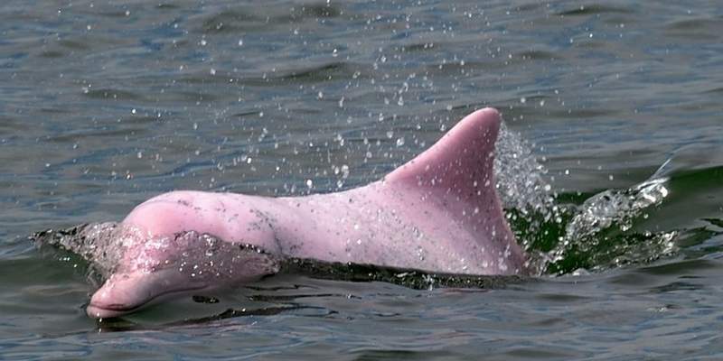 Por la pandemia, vuelven los delfines rosados a Hong Kong