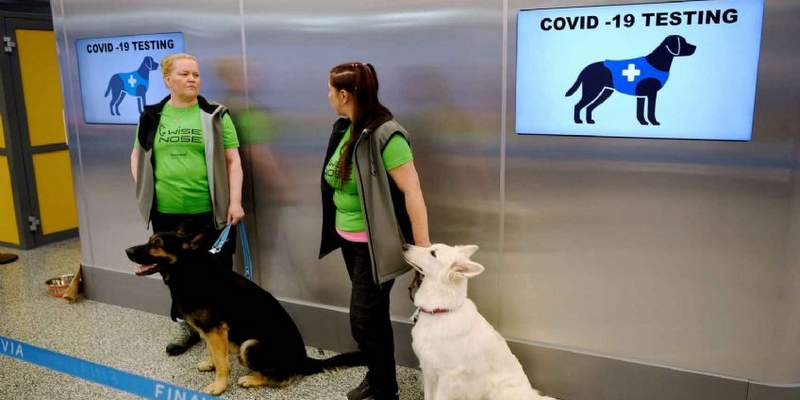 Perros rastreadores detectan el covid con una precisión de casi el 100%