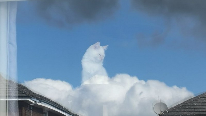 “Una especie de Dios”: el reflejo de un gato en la ventana se convirtió en meme viral
