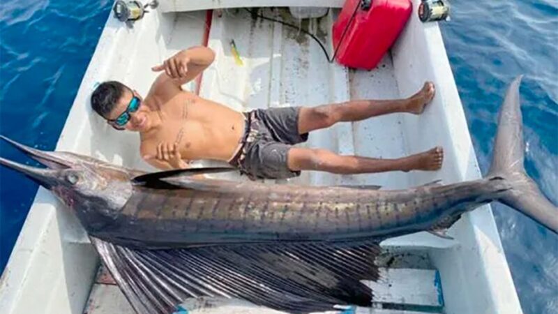 Pesca un enorme pez vela que lo supera en tamaño