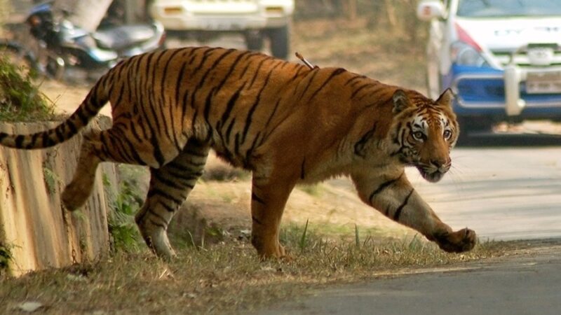 Desesperada búsqueda de un tigre que ya mató a ocho personas