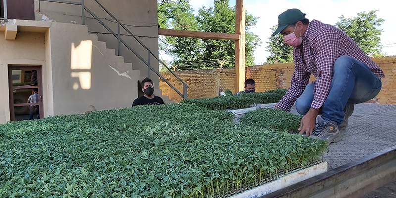 Se realizó una segunda entrega de plantines de tomate