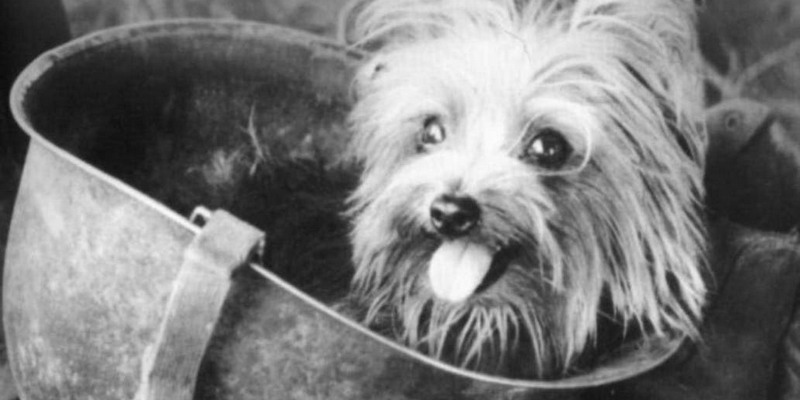 Smoky: la increíble historia de la perra que salvó a 250 soldados en la Segunda Guerra Mundial