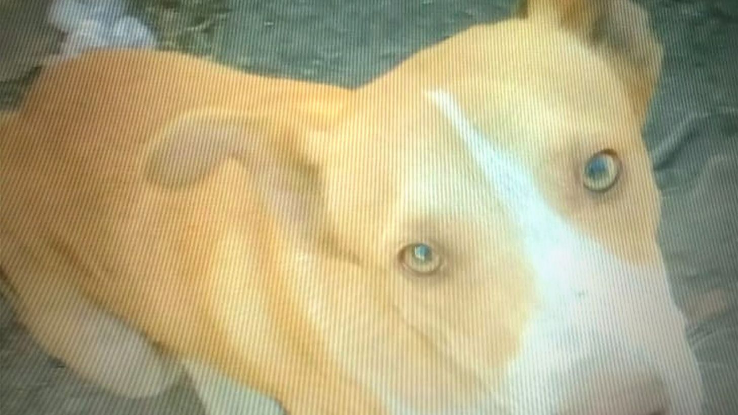 Indignante: un hombre mató un perro a palazos en plena calle y los vecinos piden justicia