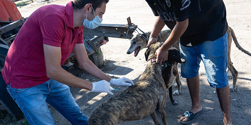 Cronograma de Quirófano Veterinario Móvil y operativo de vacunación para mascotas
