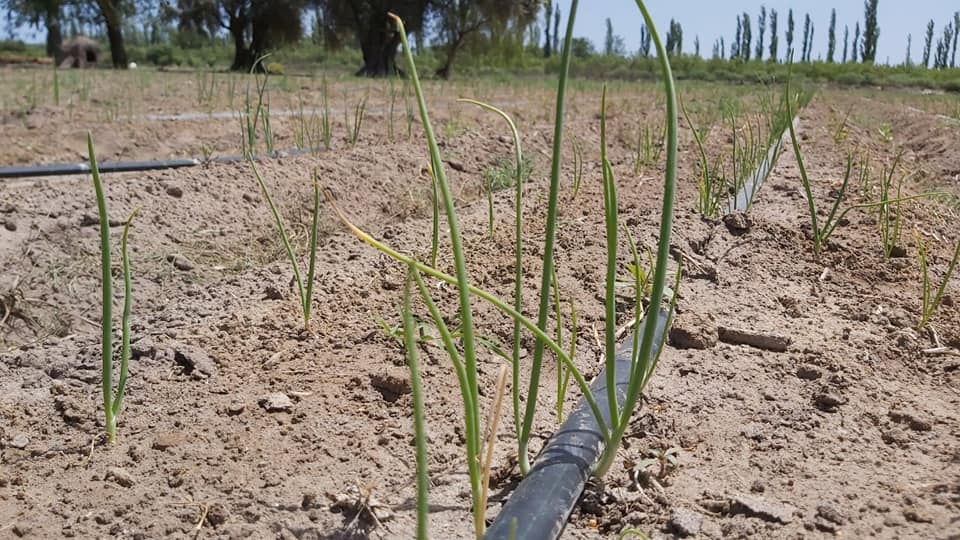 La prueba piloto del Plan Hortícola Departamental comienza a dar frutos