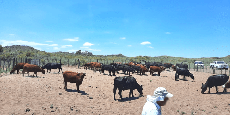 Misterioso hallazgo en un campo de General Alvear: más de 120 animales de dueños desconocidos