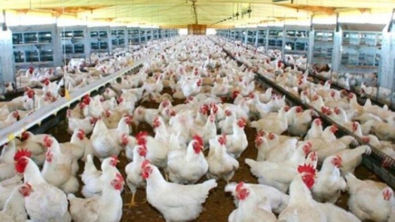 El Gobierno confirmó un caso de gripe aviar en la Argentina y declaró la emergencia sanitaria