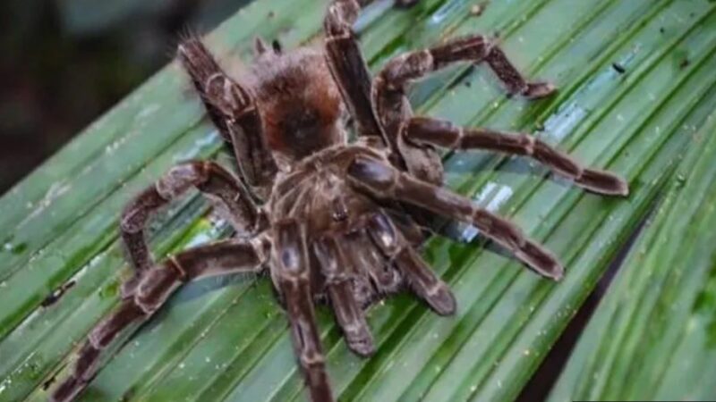 Increíble: encontraron 119 tarántulas en peligro de extinción en un par de zapatillas