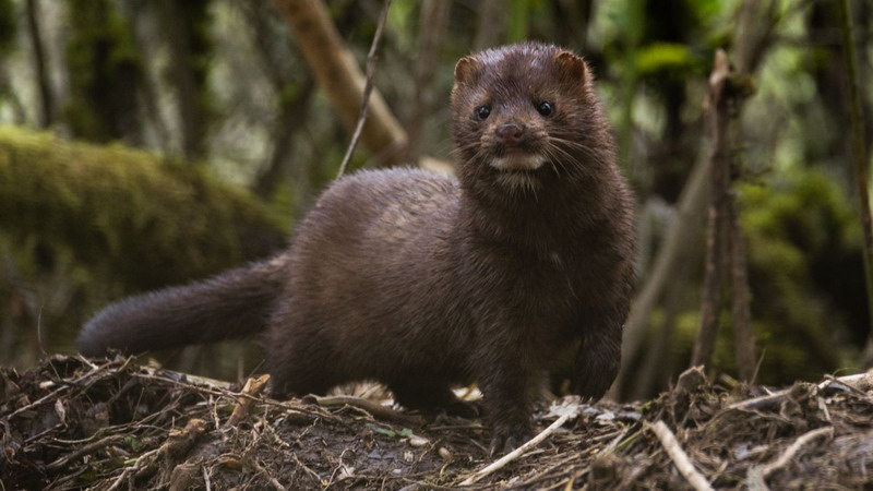 Coronavirus: un visón americano se contagia y es el primer caso de un animal salvaje con el virus
