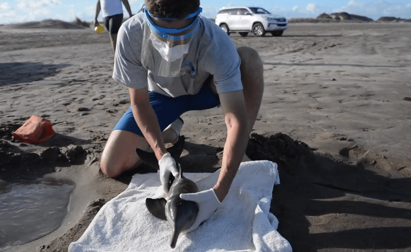Encontraron tres delfines varados en las playas de la Costa Atlántica