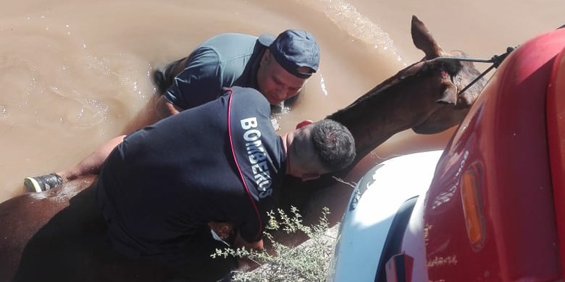 Bomberos rescató a un caballo que cayó a un canal