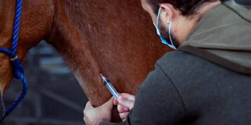 La Anmat autorizó el suero equino para el tratamiento de coronavirus