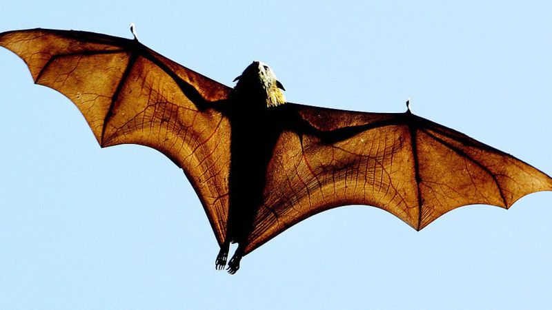 Qué es el virus Nipah, que genera alarma en Asia y podría ser la próxima pandemia mundial