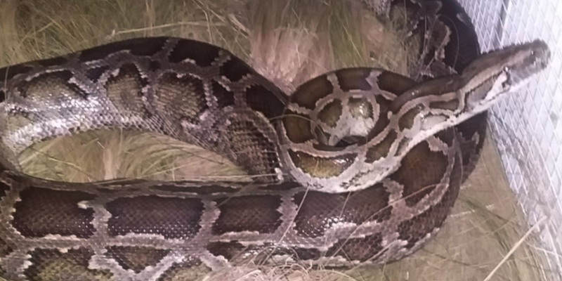 Encontraron a una pitón de cinco metros en el baño de un hotel de San Luis
