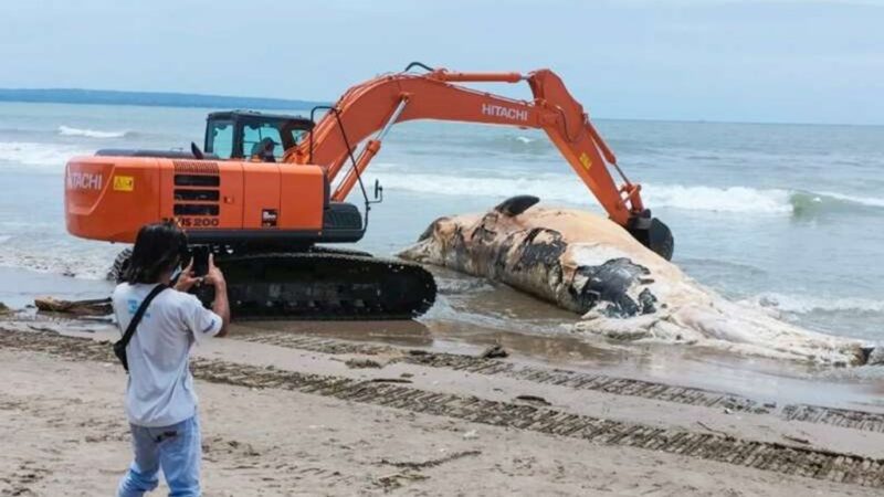 Hallaron en la playa el cadáver de una ballena poco común y la enterraron