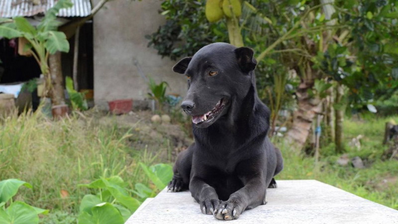 Mino, la perra que no abandona la tumba de su dueño