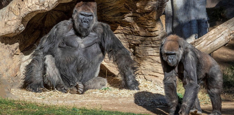 Al menos dos gorilas de un zoológico de Estados Unidos dieron positivo de coronavirus