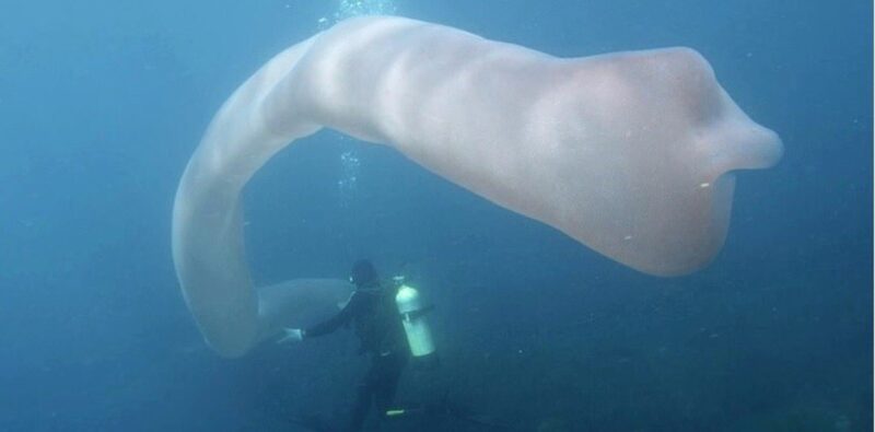 Una gigantesca criatura submarina sorprende a dos buzos en la costa de Nueva Zelanda