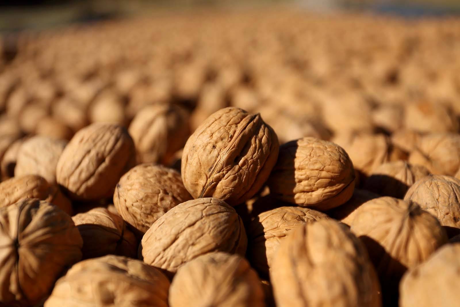 Mendoza Activa generó más de $1.200 millones en inversiones de agricultura y ganadería