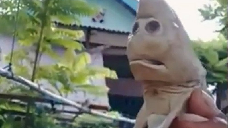 Encontraron en Indonesia una extraña cría de tiburón con “rostro humano”
