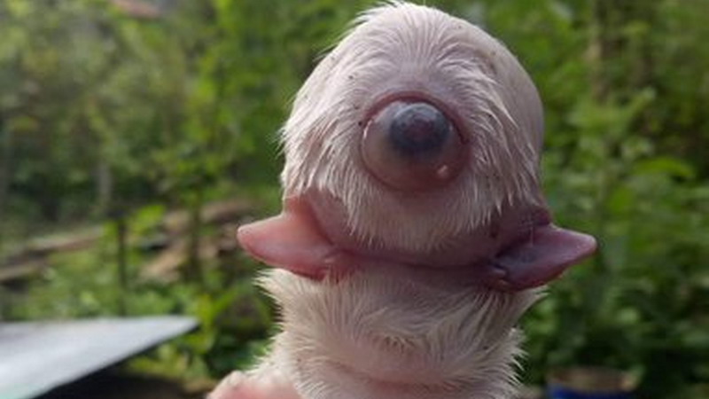 Cíclope, el extraño perro que nació con un ojo solo en la frente, sin nariz y con dos lenguas