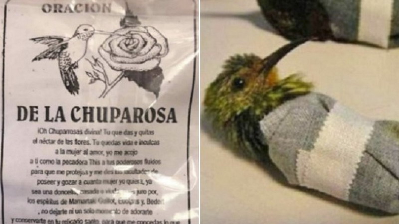 La otra cara de San Valentín: denuncian sacrificios animales en rituales y hechizos de amor en México