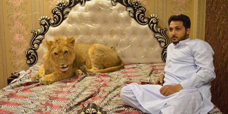El “Rey León”, la singular mascota de un pakistaní