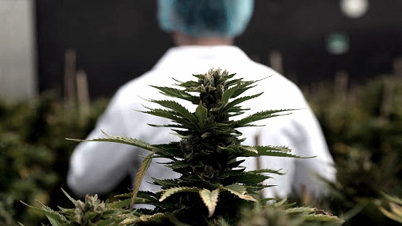 Argentina y Brasil acordaron impulsar la producción y comercialización del cannabis