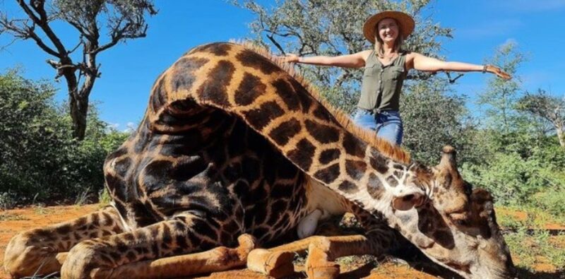 Mató a una jirafa y posó con el corazón del animal en la mano