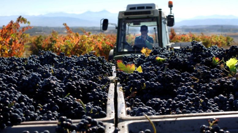 Abren inscripción para la operatoria de anticipo de cosecha para mosto sulfitado y vino malbec