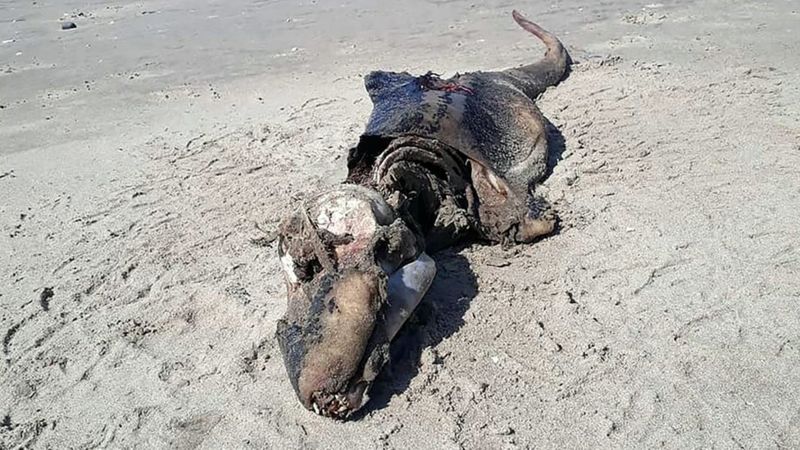 La misteriosa criatura que apareció en una playa de Reino Unido y desconcierta a los científicos