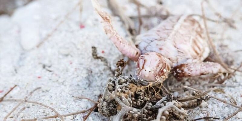 La extraña aparición de una tortuga albina ultra rara sorprende a los expertos